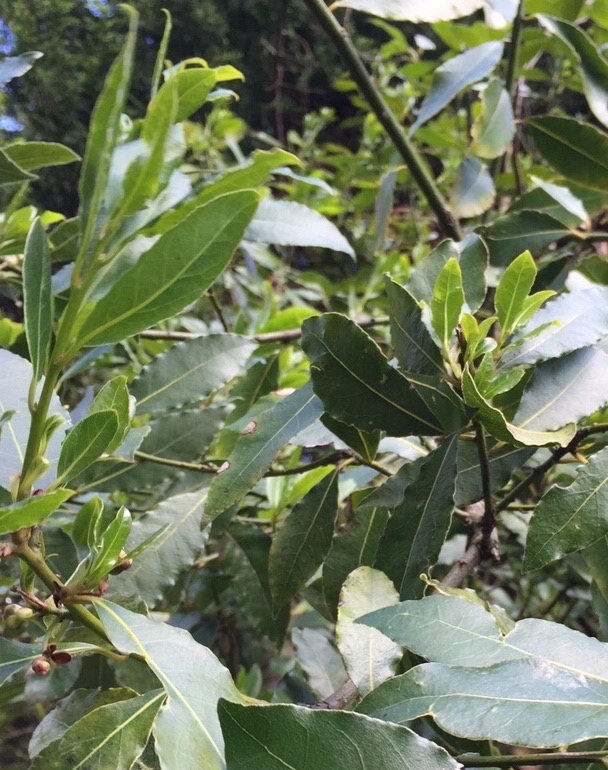 Bay Laurel Essential Oil Range Products