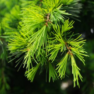 Cedarwood Himalayan Essential Oil – Out of Stock