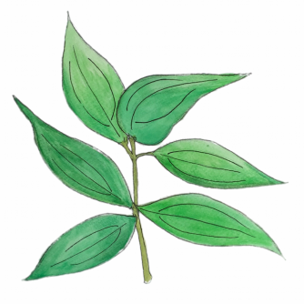 Cinamon Leaf | Range Products