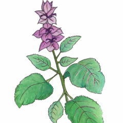 Clary Sage | Range Products