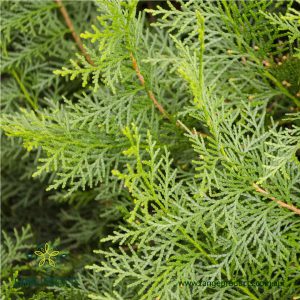Cypress European (White) Essential Oil