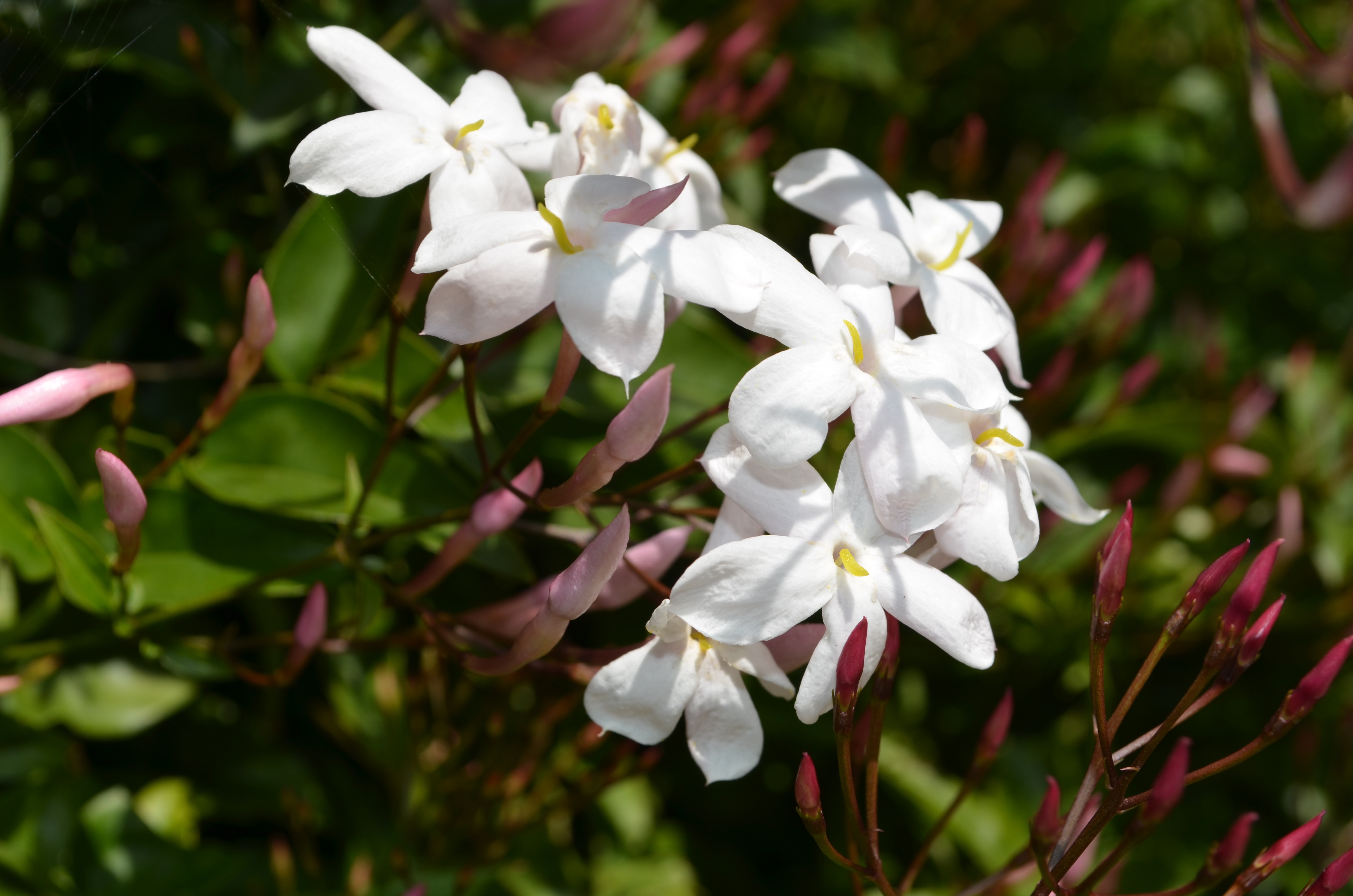 Jasmine Absolute Essential Oil Pure Range Products