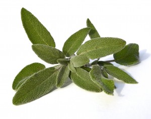 Sage Essential Oil Dalmation – Out of Stock