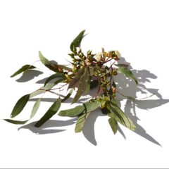Eucalyptus Blue Gum Essential Oil – Out of Stock