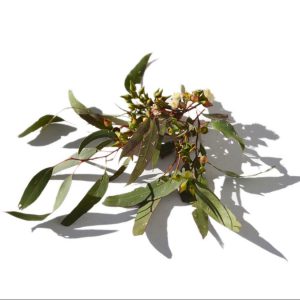 Eucalyptus Blue Gum Essential Oil – Out of Stock