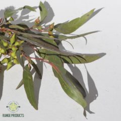 Eucalyptus Horistes Essential Oil
