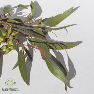 Eucalyptus Horistes Essential Oil