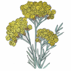 Helichrysum (a.k.a Everlasting or Immortelle) Essential Oil