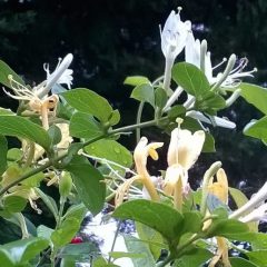 Honeysuckle Absolute Essential Oil