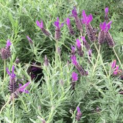 Lavender Population Essential Oil