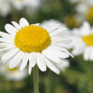 Chamomile Roman Essential Oil