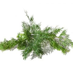 Dill Leaves | Range Products