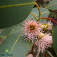 Eucalyptus Peppermint Essential Oil