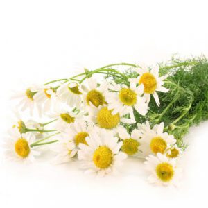 German Camomile | Range Products