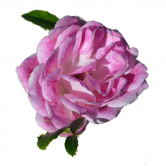 Rose Bulgarian Oil 3% Dilution in Jojoba Oil