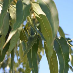 Eucalyptus Fragrance
