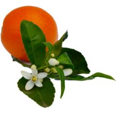 Neroli Oil 3% Dilution in Jojoba