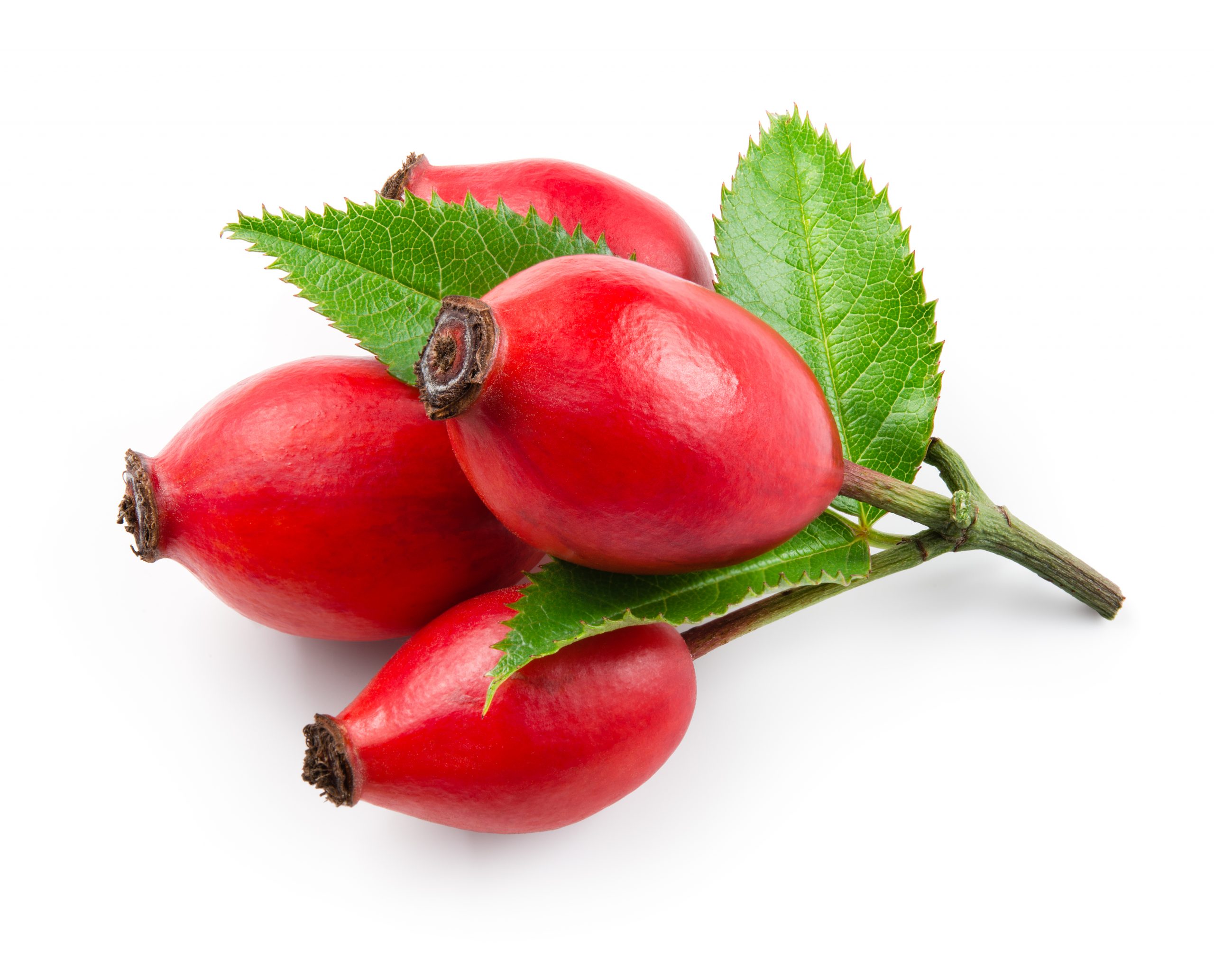 Rosehip Oil Suppliers in Perth | Range Products