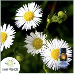 Chamomile Roman Essential Oil