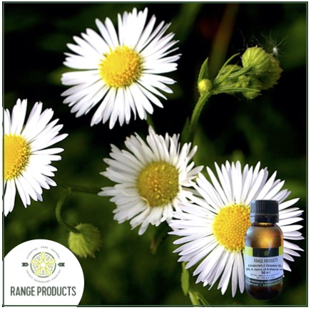 Chamomile Roman Essential Oil