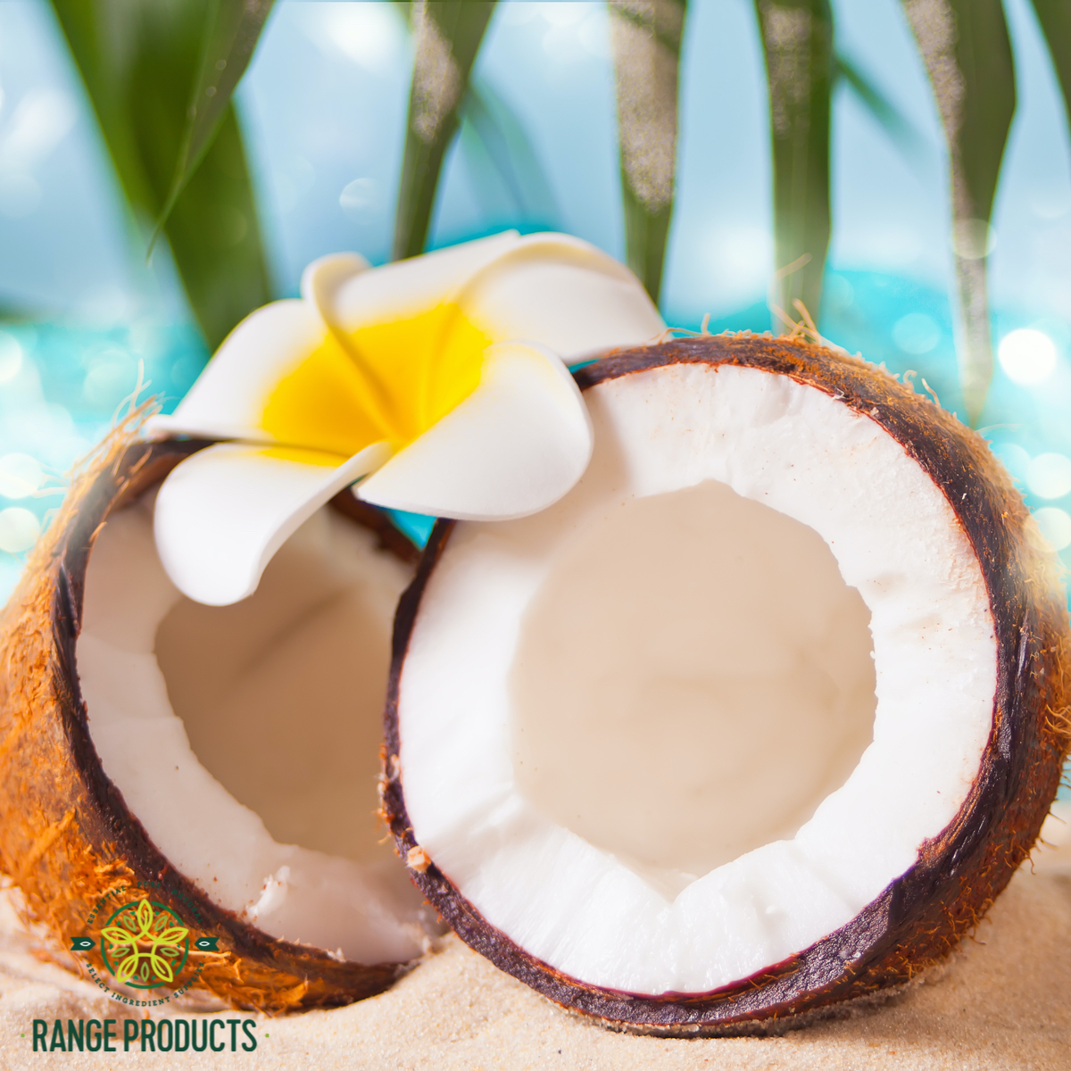 Coco-frangipani.jpg
