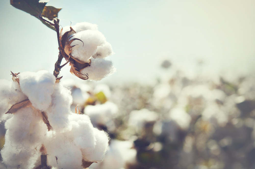 Cotton-Fragrance.jpg