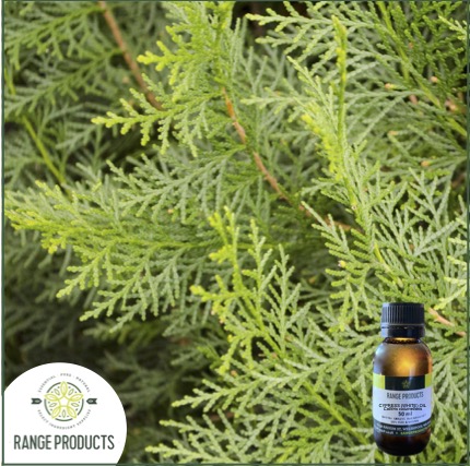 Cypress Essential Oil
