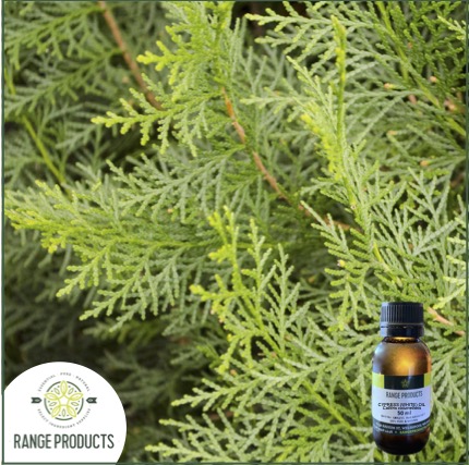 White Cypress Essential Oil