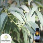 Eucalyptus Radiata Essential Oil