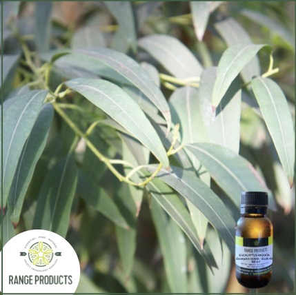 Eucalyptus Radiata Essential Oil