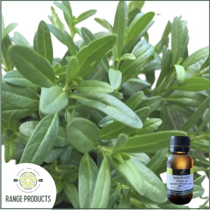 Hyssop Essential Oil