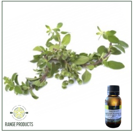 Marjoram Majorana Essential Oil