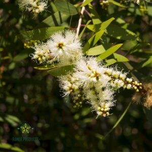 Niaouli Essential Oil (Melaleuca quinquenervia)