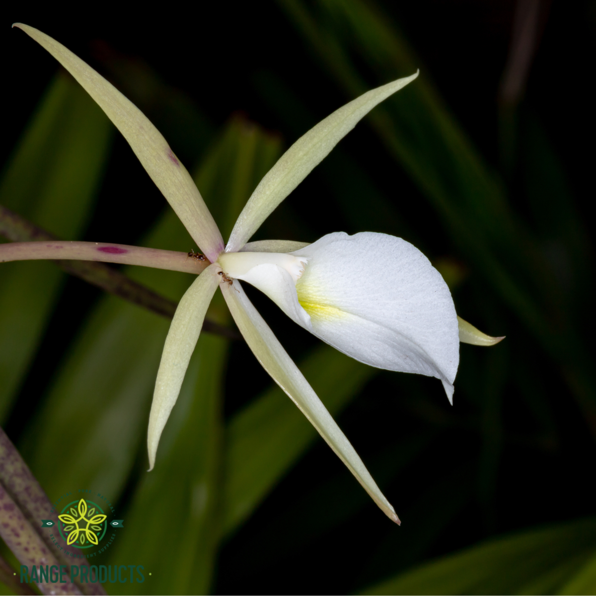 Night-orchid.jpg
