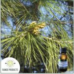 Pine Essential Oil