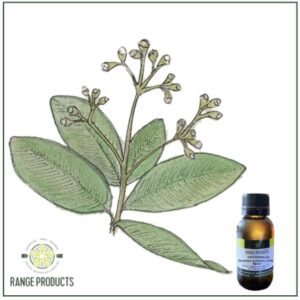 Ravensara Essential Oil