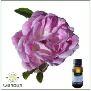 Rose Absolute Essential Oil