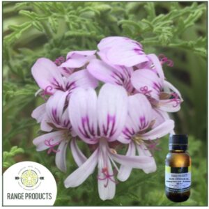 Rose Geranium Essential Oil