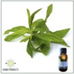 Spearmint Essential Oil