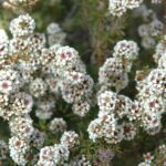 fragonia essential oil (agonis fragrans)