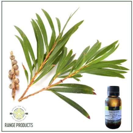 Tea Tree Essential Oil