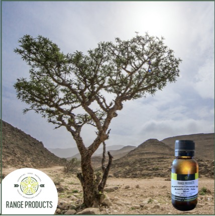 Frankincense Commercial Essential Oil
