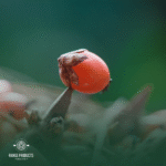 batana (ojon) virgin oil