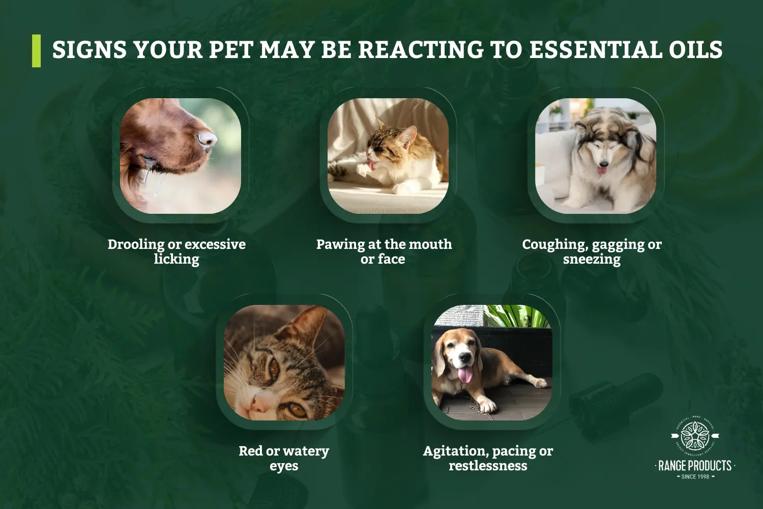 signs your pet may be reacting to essential oils
